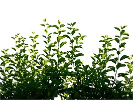 小清新綠色樹葉元素