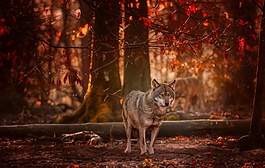 森林夕陽狼野生動物背景