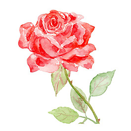 水彩花朵png免扣元素