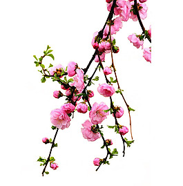 粉色桃花png免扣元素