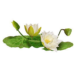 白色蓮花png免扣元素