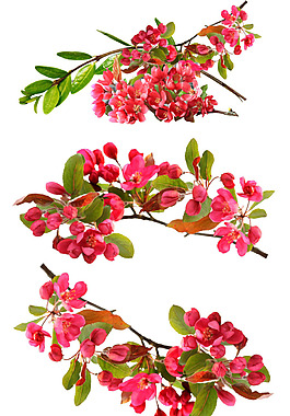 粉色桃花png免扣元素