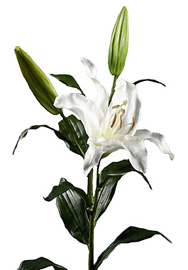 百合花png免扣元素