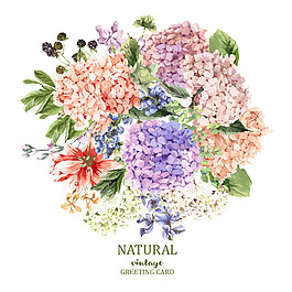 盛開的紫陽花矢量素材