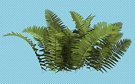 蕨類植物免摳png透明圖層素材