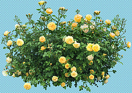 灌木叢鮮花免摳png透明圖層素材