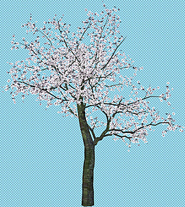 開(kāi)花的大樹(shù)免摳png透明圖層素材