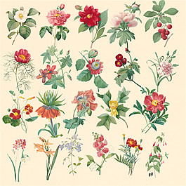 各種花朵PNG元素圖