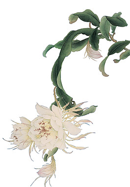 中國風火龍朵花朵PNG元素