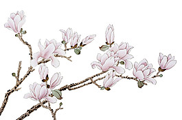 中國(guó)風(fēng)白玉蘭花枝PNG元素