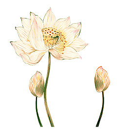 中國風(fēng)荷花PNG元素