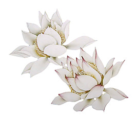 白色花朵PNG元素