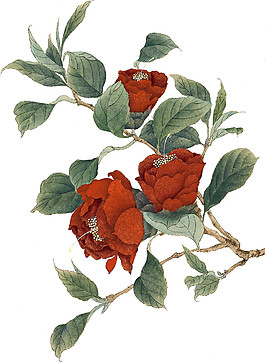紅色花枝PNG元素