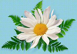 綠葉菊花免摳png透明圖層素材