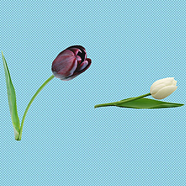 郁金香花朵免摳png透明圖層素材