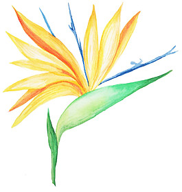 黃色孔雀花PNG元素