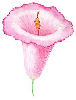粉色花朵PNG元素