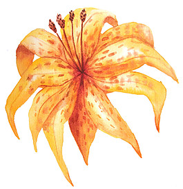 黃色花朵PNG元素