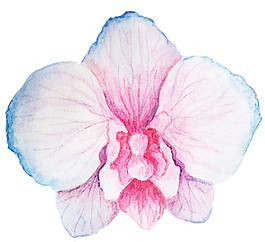 粉色花瓣P(guān)NG元素