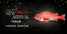 紅魚網頁banner