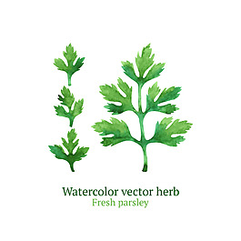 小歐芹綠色樹枝裝飾矢量元素
