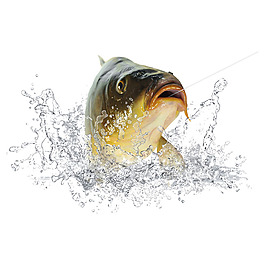 鯉魚水花png免扣元素