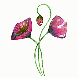 水彩畫牽牛花矢量裝飾圖案