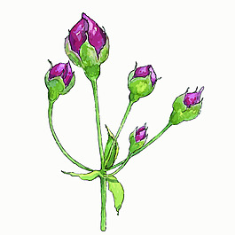 水彩畫花卉矢量裝飾圖案