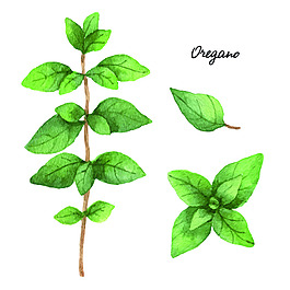 創(chuàng)意簡(jiǎn)約水彩綠色植物裝飾素材