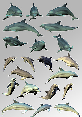 一组活泼可爱的海豚海洋生物元素素材