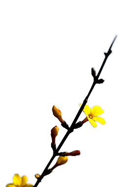 迎春花花朵元素