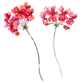 手繪粉色漸變花朵元素