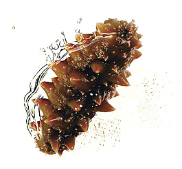 深海生物海參元素