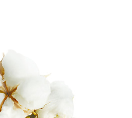 白色棉花png元素素材