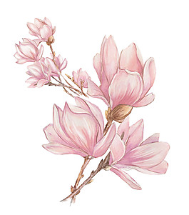 粉色花朵素材圖片