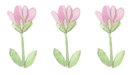 花朵插圖