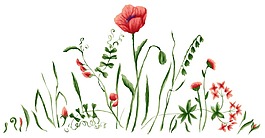 水彩花朵裝飾圖案