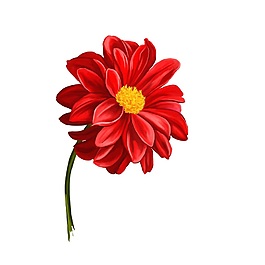 紅色雛菊花卉矢量素材