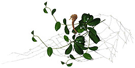 綠色海洋水草生物圖