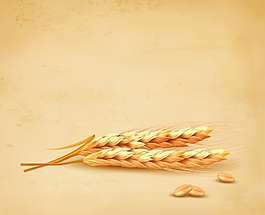 立體創(chuàng)意小麥相關(guān)矢量素材