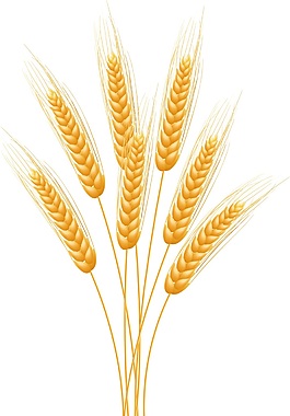 小麥相關(guān)圖案矢量素材