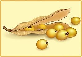 豆角毛豆矢量素材