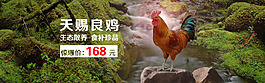 電商淘寶生擒土雞簡約海報banner