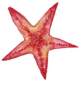 紅色海星水彩矢量素材