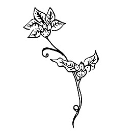 花草素描樹枝裝飾矢量素材