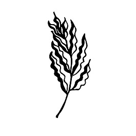 植物素描樹枝裝飾矢量素材
