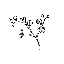 花朵素描树枝装饰矢量素材