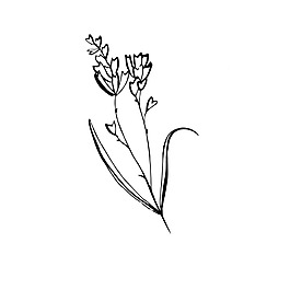 花朵素描樹枝裝飾矢量素材
