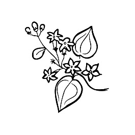 花紋素描樹枝裝飾矢量素材