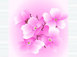 樱花花卉矢量素材